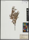 Foto von Salix alba L.